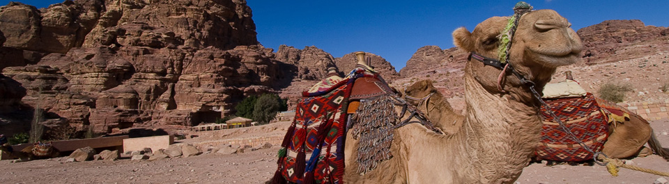 Camels Petra