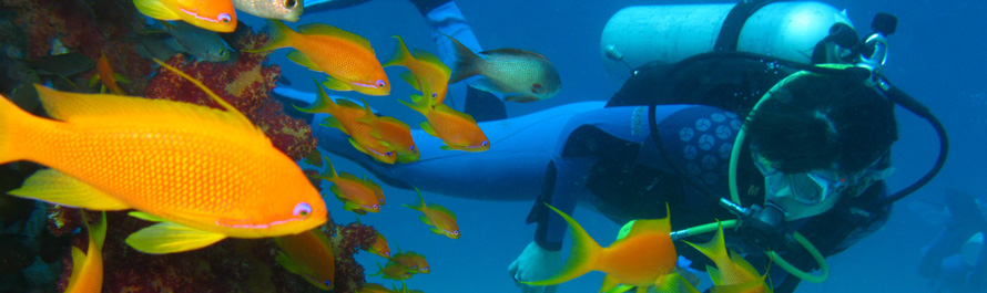 Diving Red Sea Aqaba